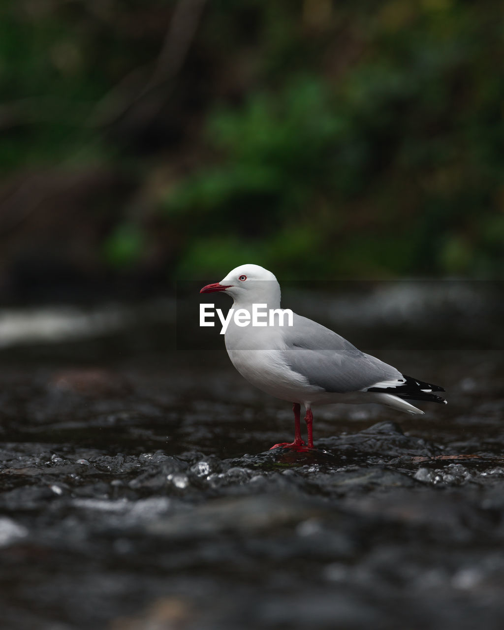 CLOSE-UP OF SEAGULL ON LAND