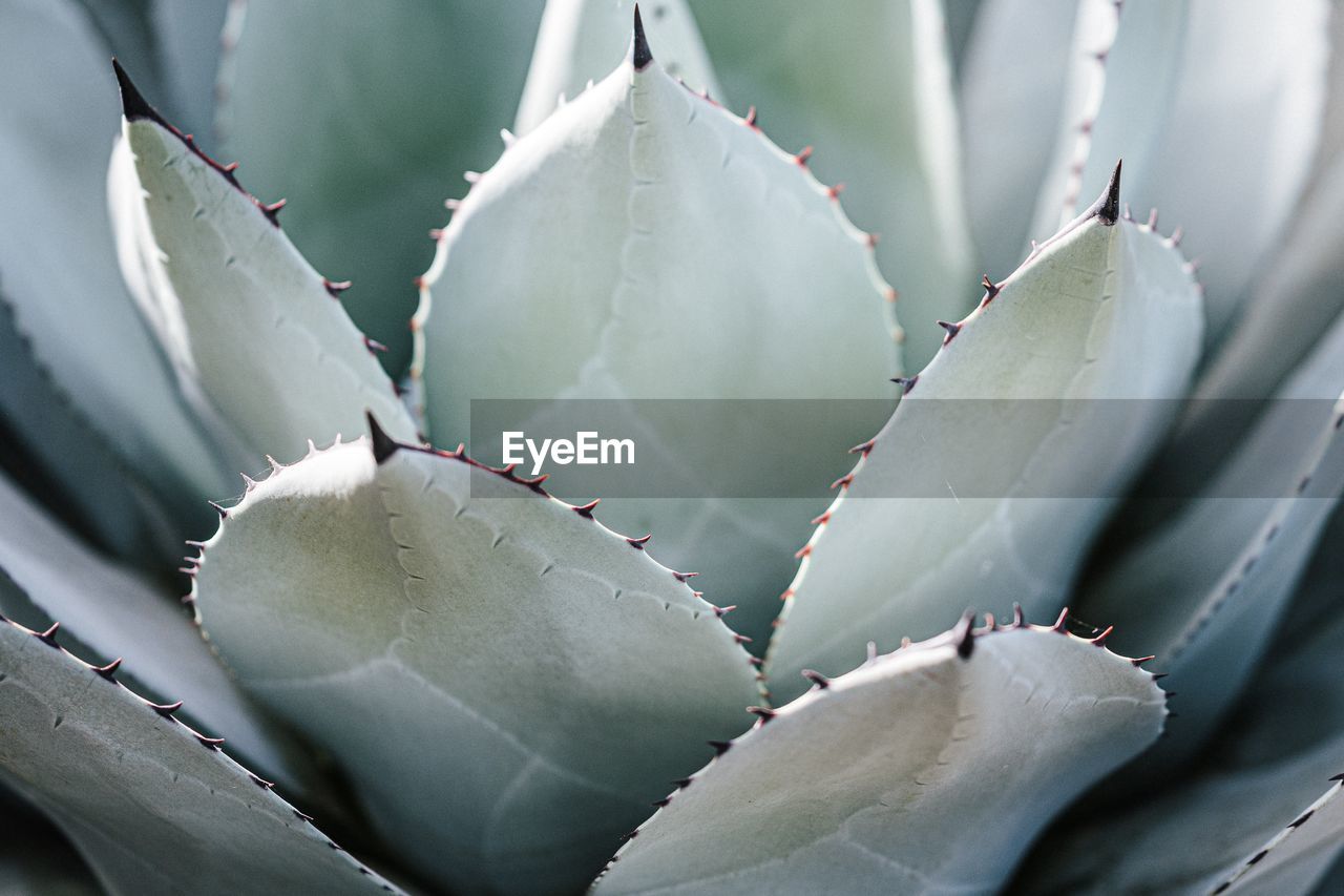 Close-up of succulent plant