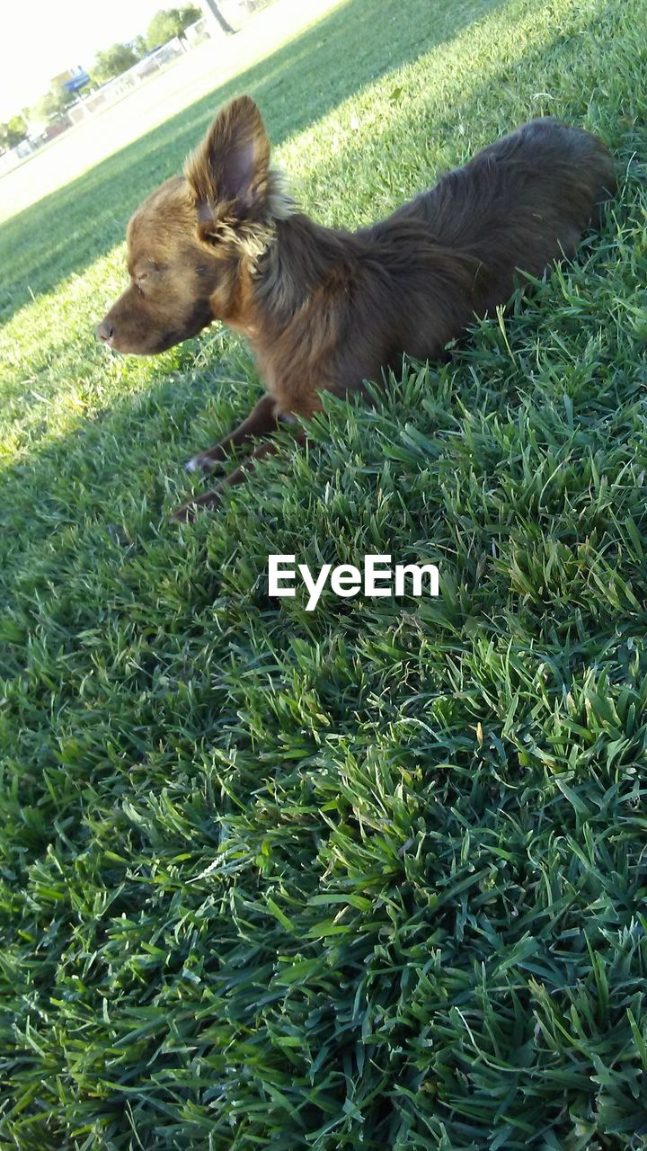 SIDE VIEW OF DOG ON GRASS