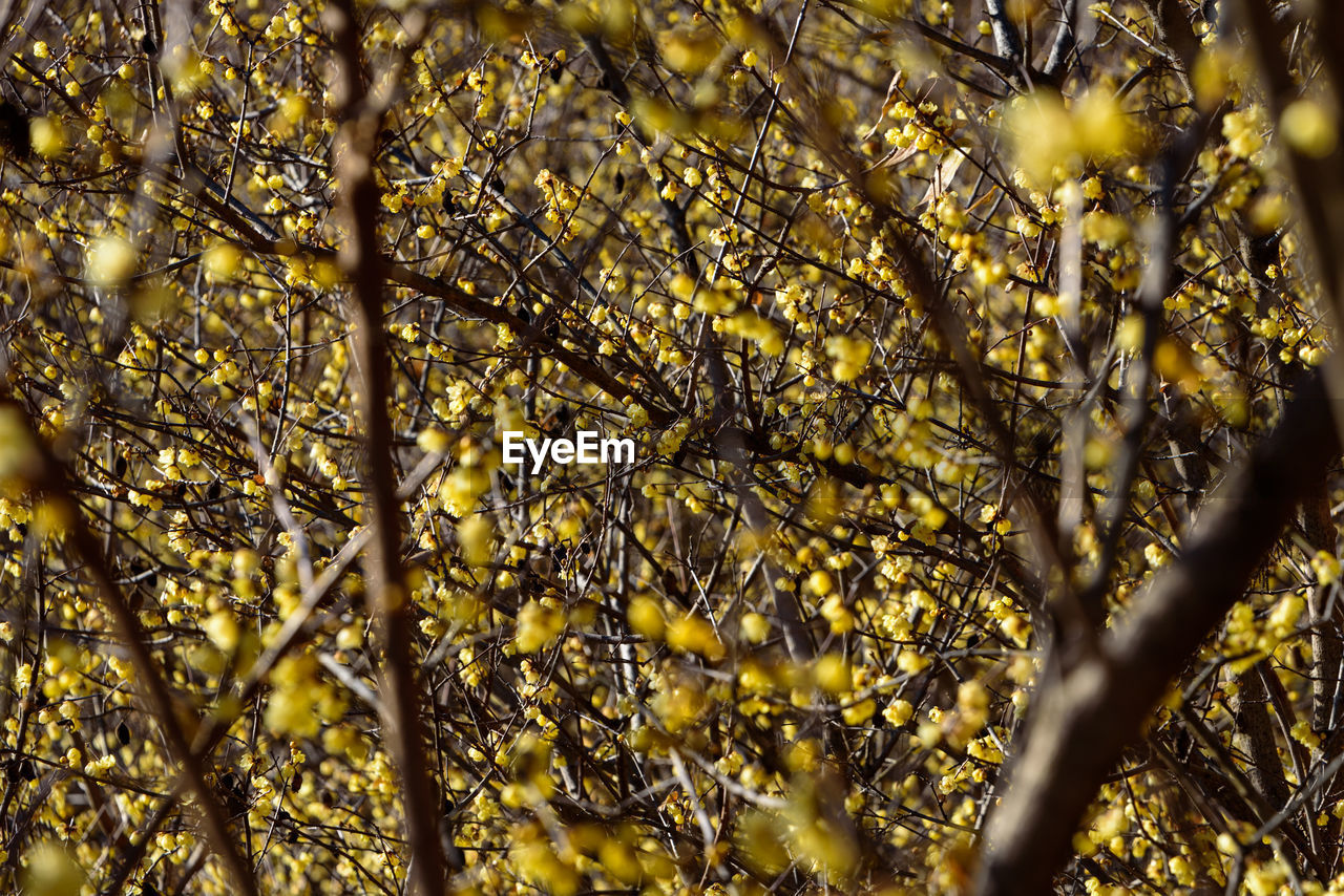 CLOSE-UP OF AUTUMN LEAVES ON TREE