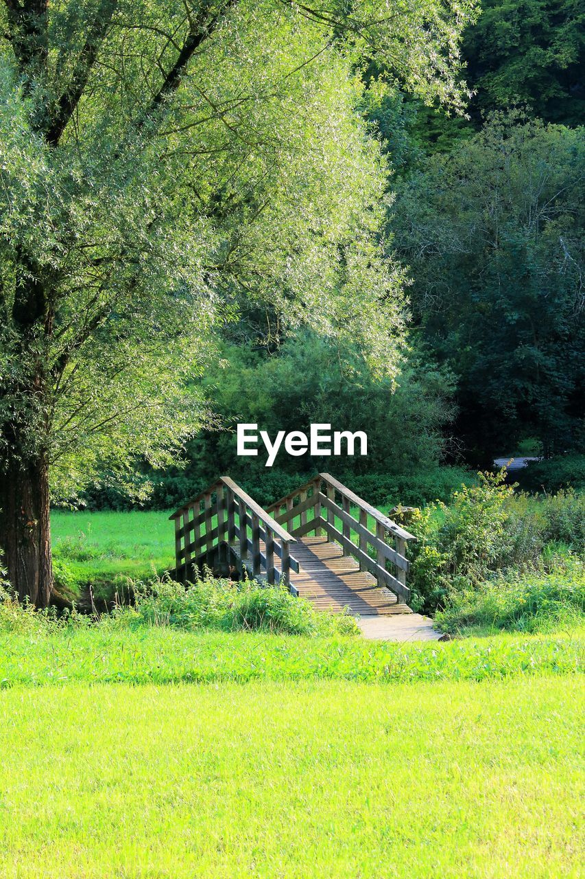 TREES ON LANDSCAPE