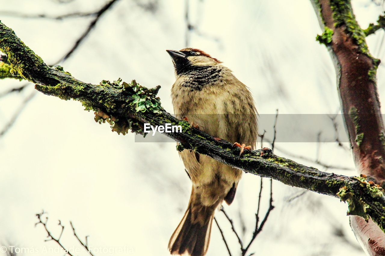 LOW ANGLE VIEW OF BIRD PERCHING ON TREE BRANCH AGAINST SKY