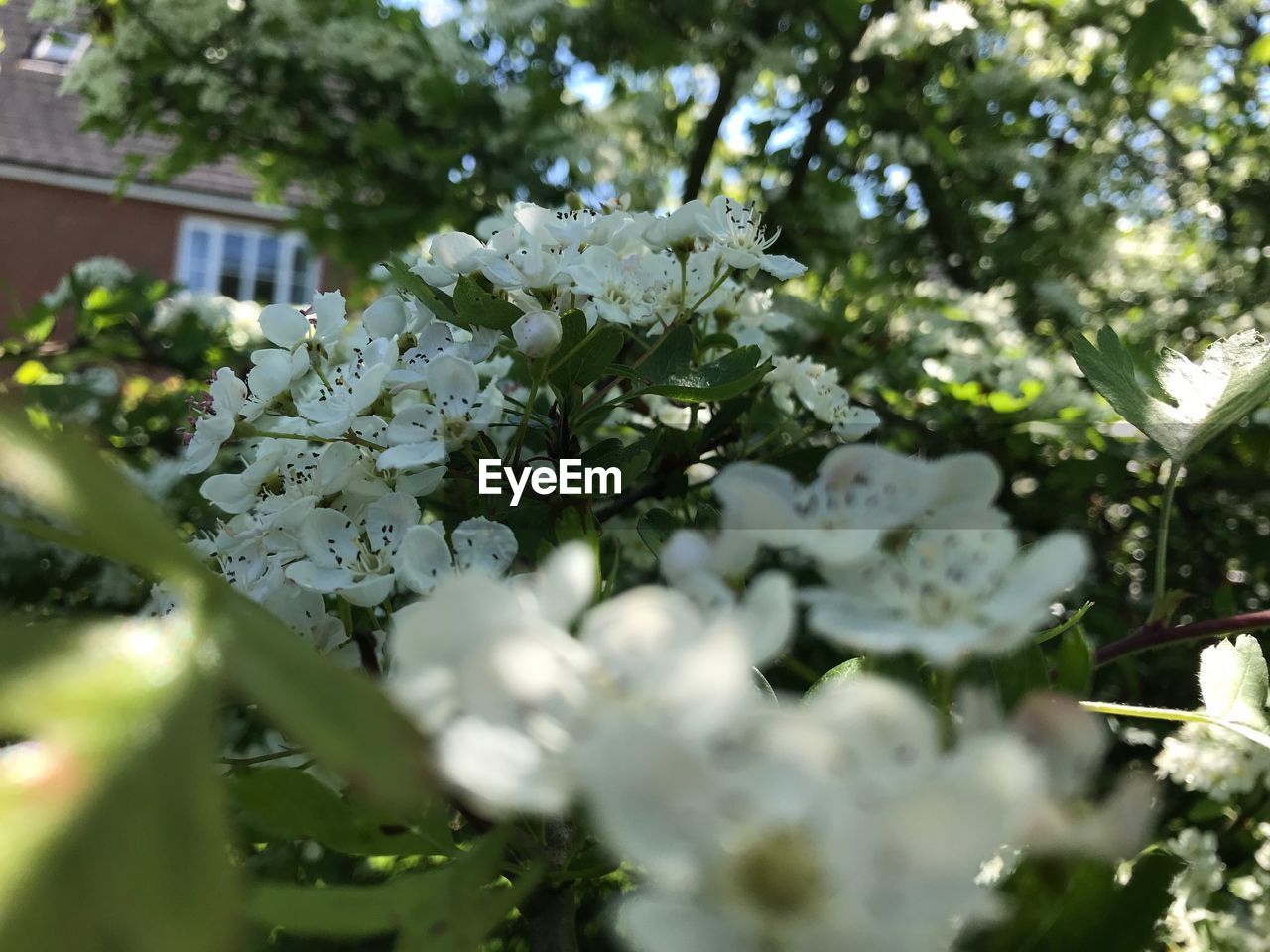 CLOSE-UP OF WHITE FLOWERING PLANT WITH TREE