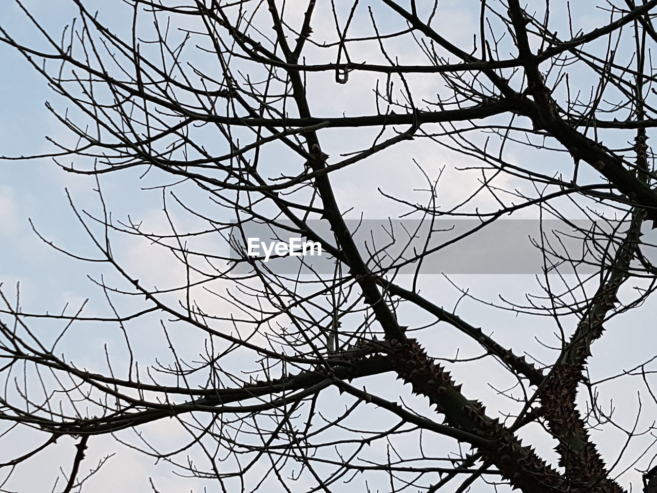 LOW ANGLE VIEW OF TREE AGAINST SKY