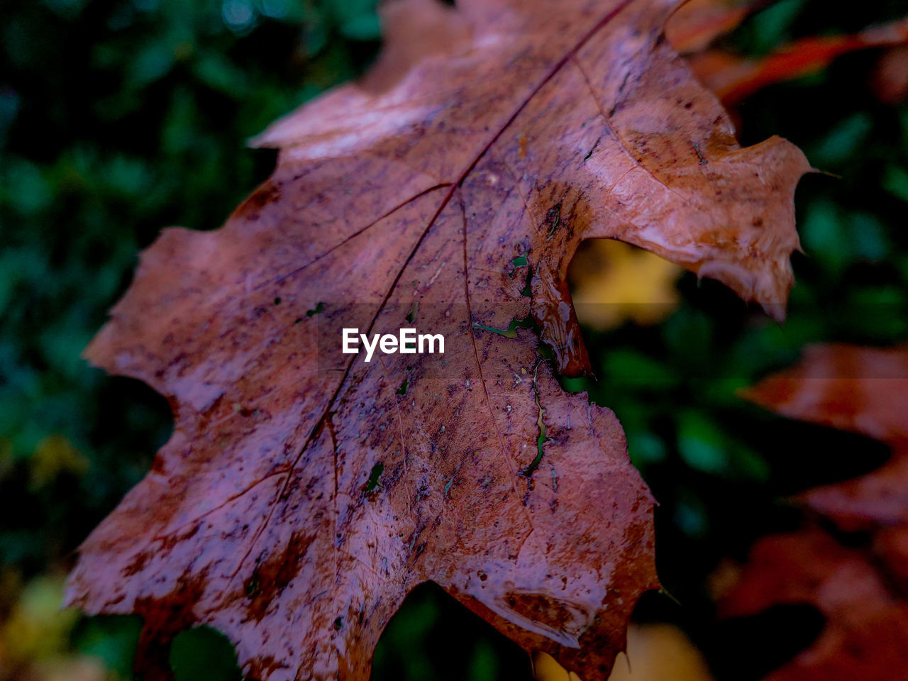 tree, leaf, plant part, nature, plant, autumn, close-up, dry, no people, beauty in nature, macro photography, land, focus on foreground, maple leaf, leaf vein, outdoors, day, flower, fragility, brown, pattern, branch, forest, soil, tranquility, environment, maple