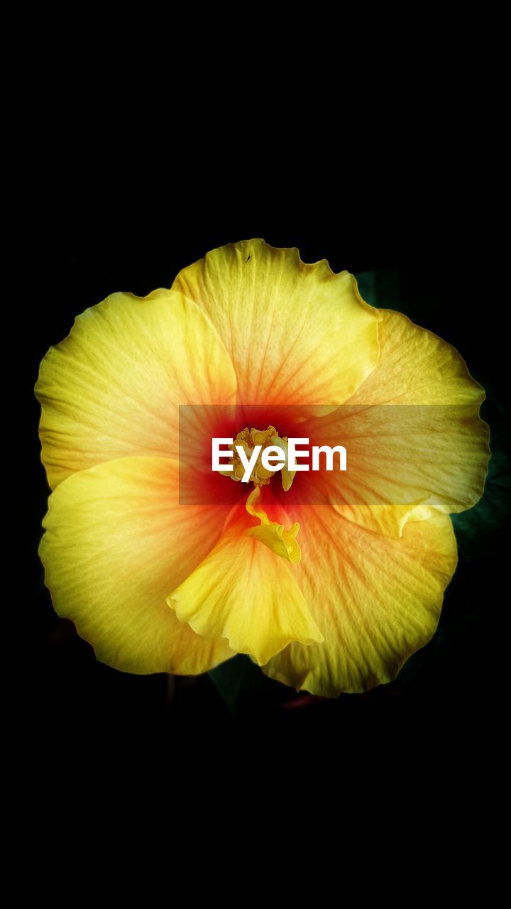 CLOSE-UP OF YELLOW HIBISCUS