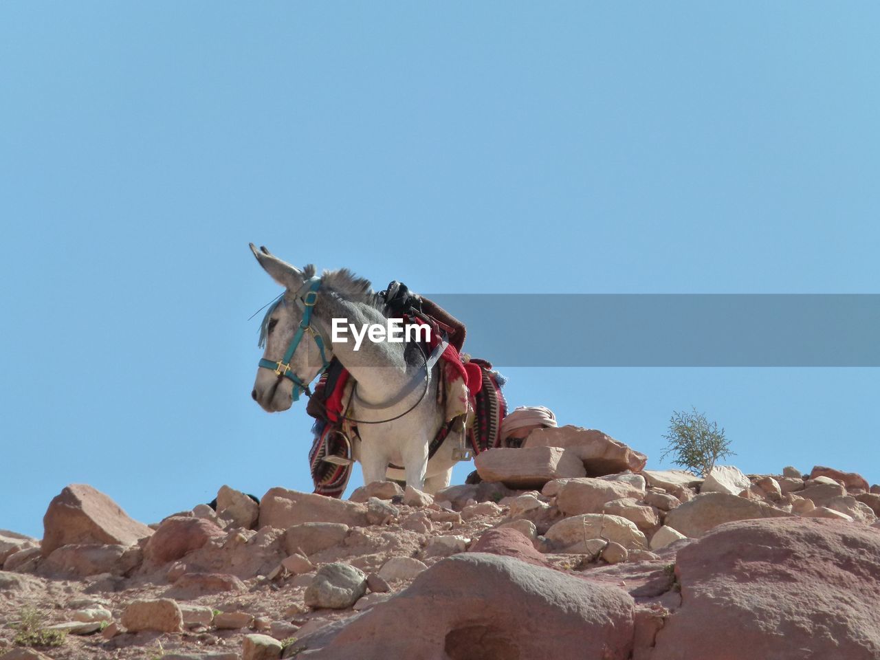 Bedouin donkey 