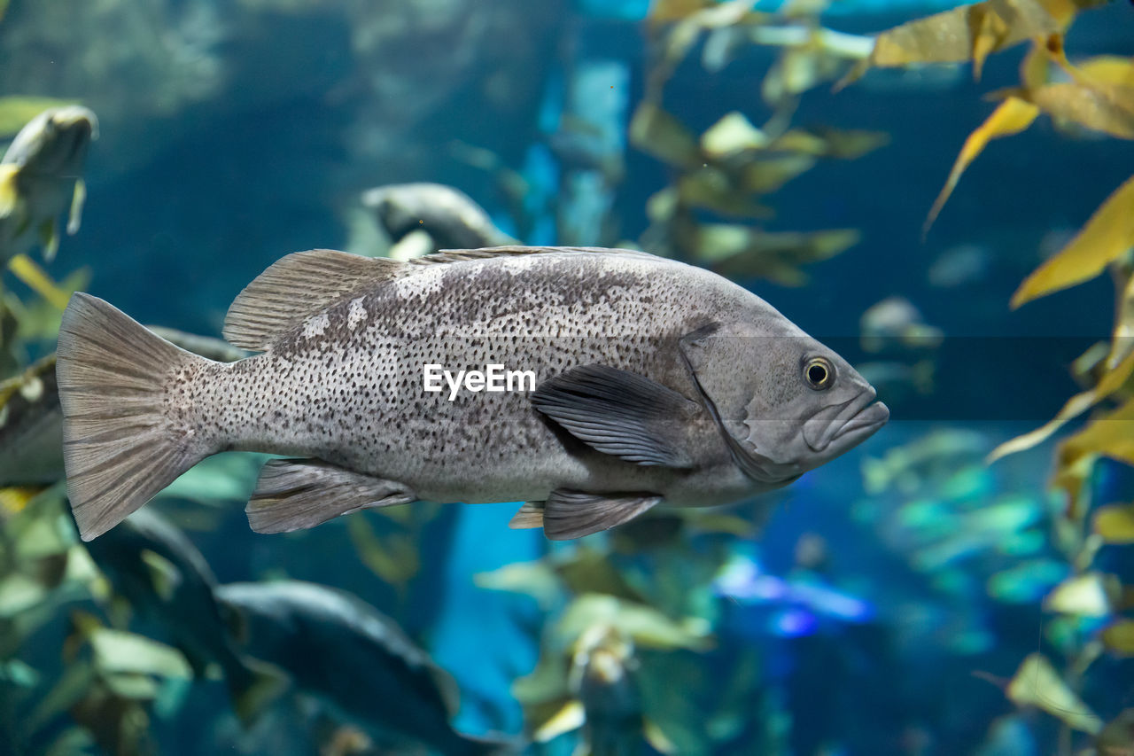 CLOSE-UP OF FISH SWIMMING IN SEA