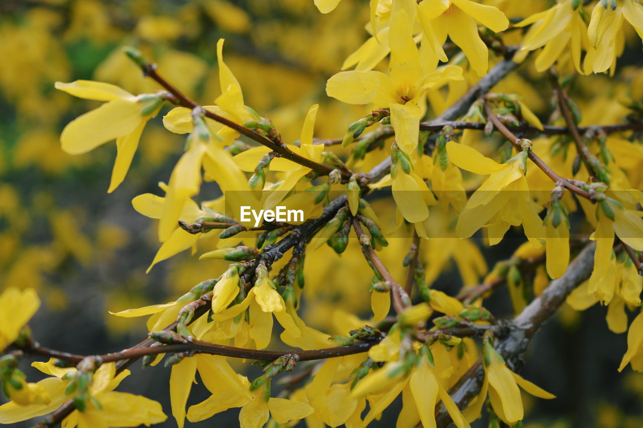 CLOSE-UP OF YELLOW LEAVES ON PLANT