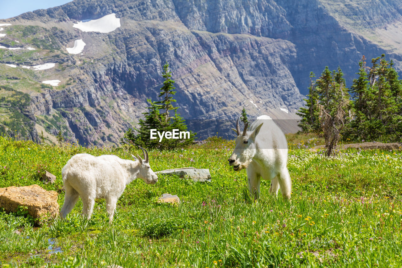 SHEEP STANDING ON GRASS AGAINST MOUNTAIN RANGE