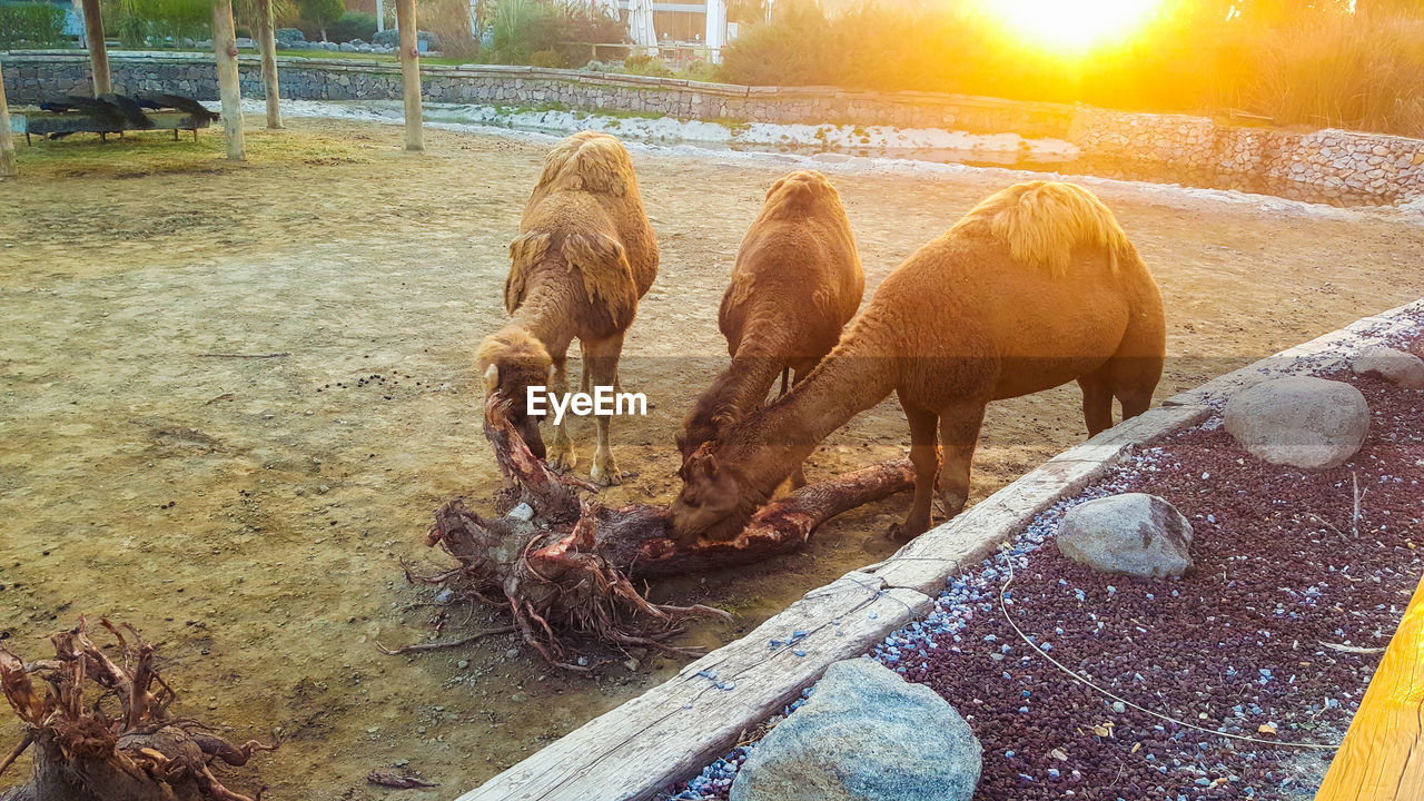 Camels on field at zoo during sunset