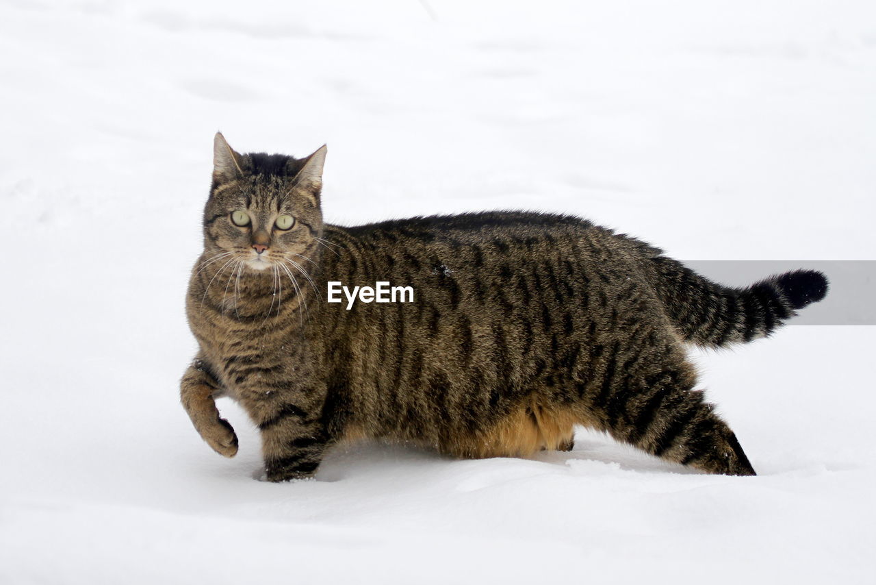 PORTRAIT OF CAT ON SNOW FIELD