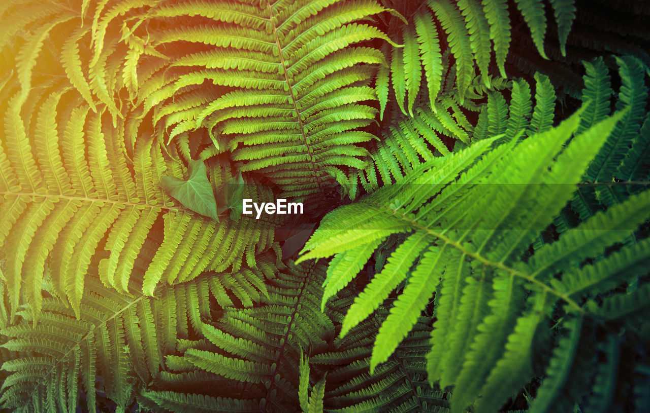 CLOSE-UP OF FERN LEAVES