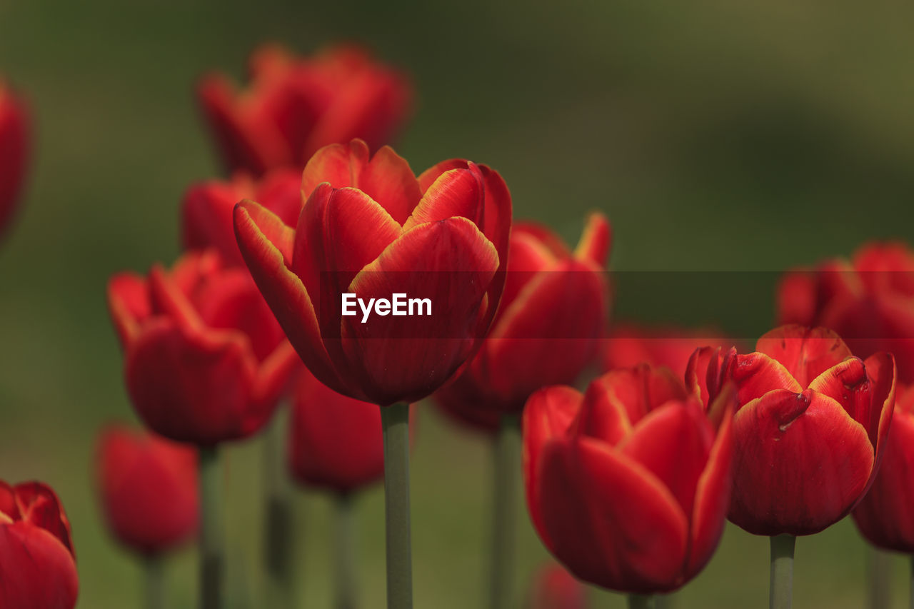 Close-up of red tulips