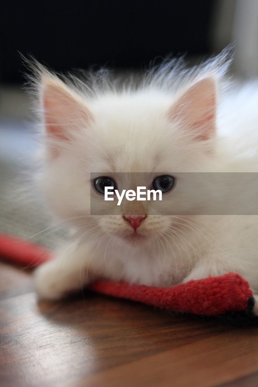 Close-up of a siberian cat kitten 