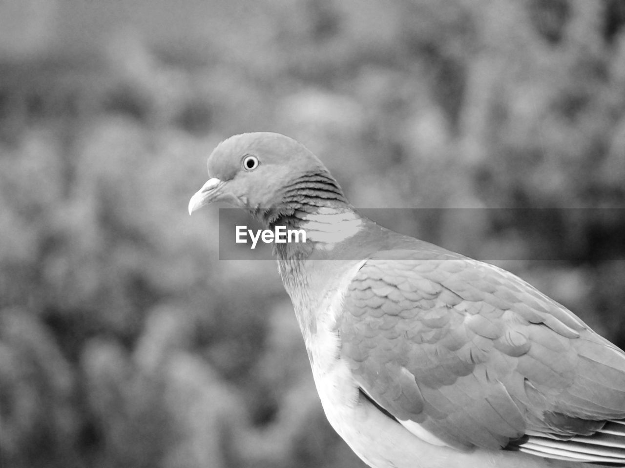 animal themes, animal, bird, animal wildlife, one animal, stock dove, wildlife, pigeons and doves, beak, close-up, dove - bird, black and white, nature, focus on foreground, wing, monochrome, animal body part, no people, pigeon, white, outdoors, feather, mourning dove, day, monochrome photography