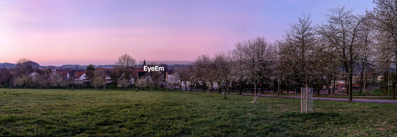 TREES ON FIELD AGAINST SKY