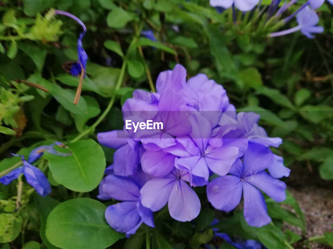 CLOSE-UP OF PURPLE FLOWERS ON PLANT