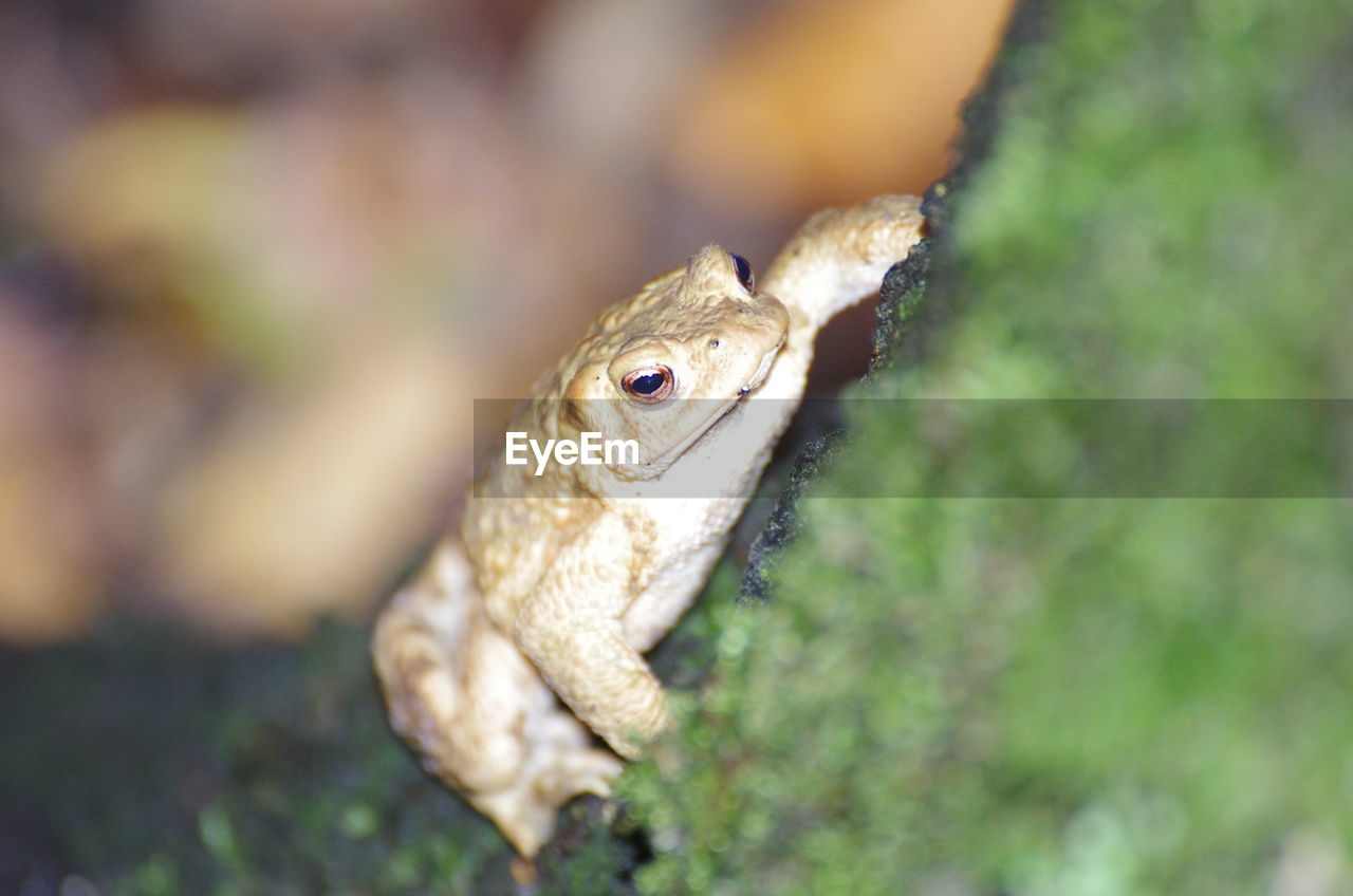 Close-up of a frog