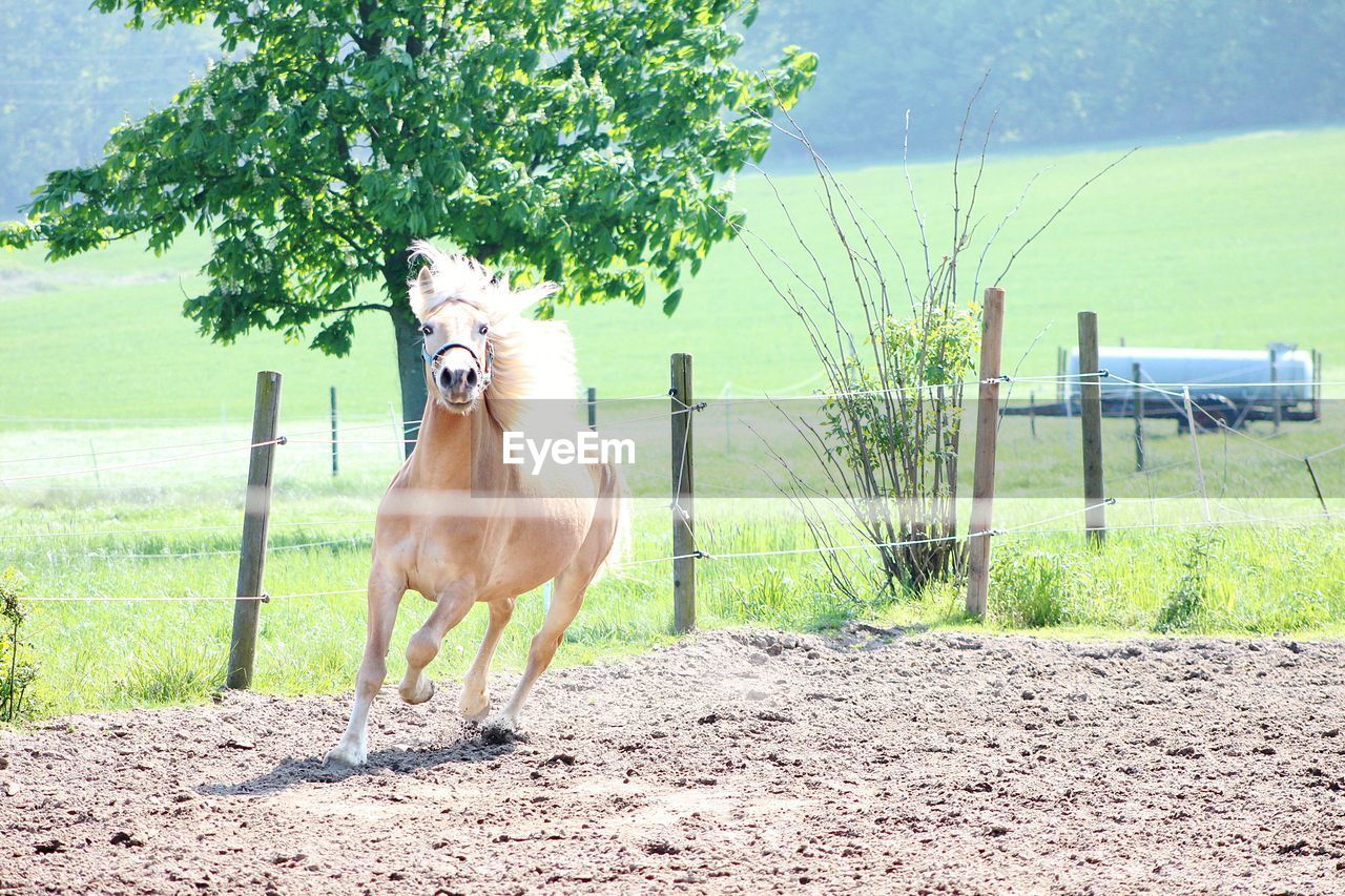 Horse running 