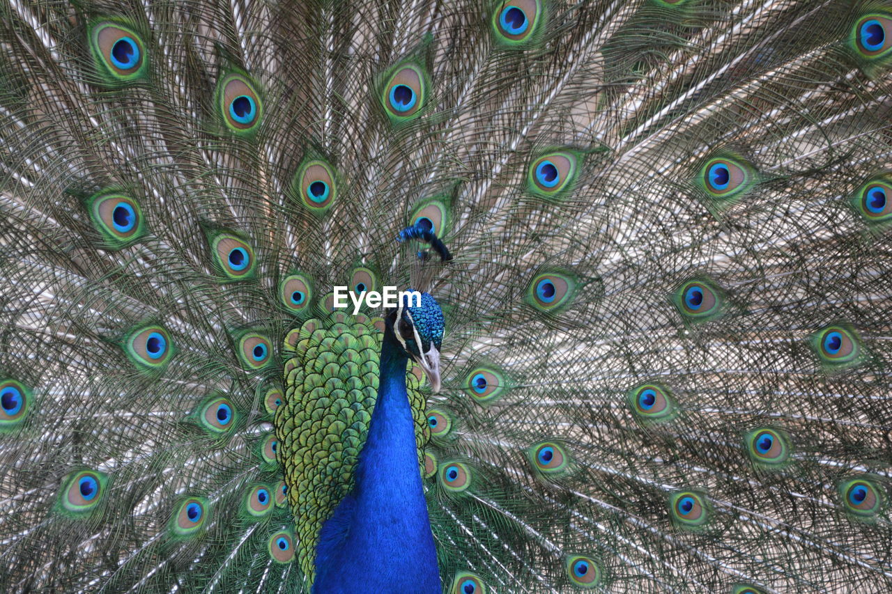 CLOSE-UP OF PEACOCK