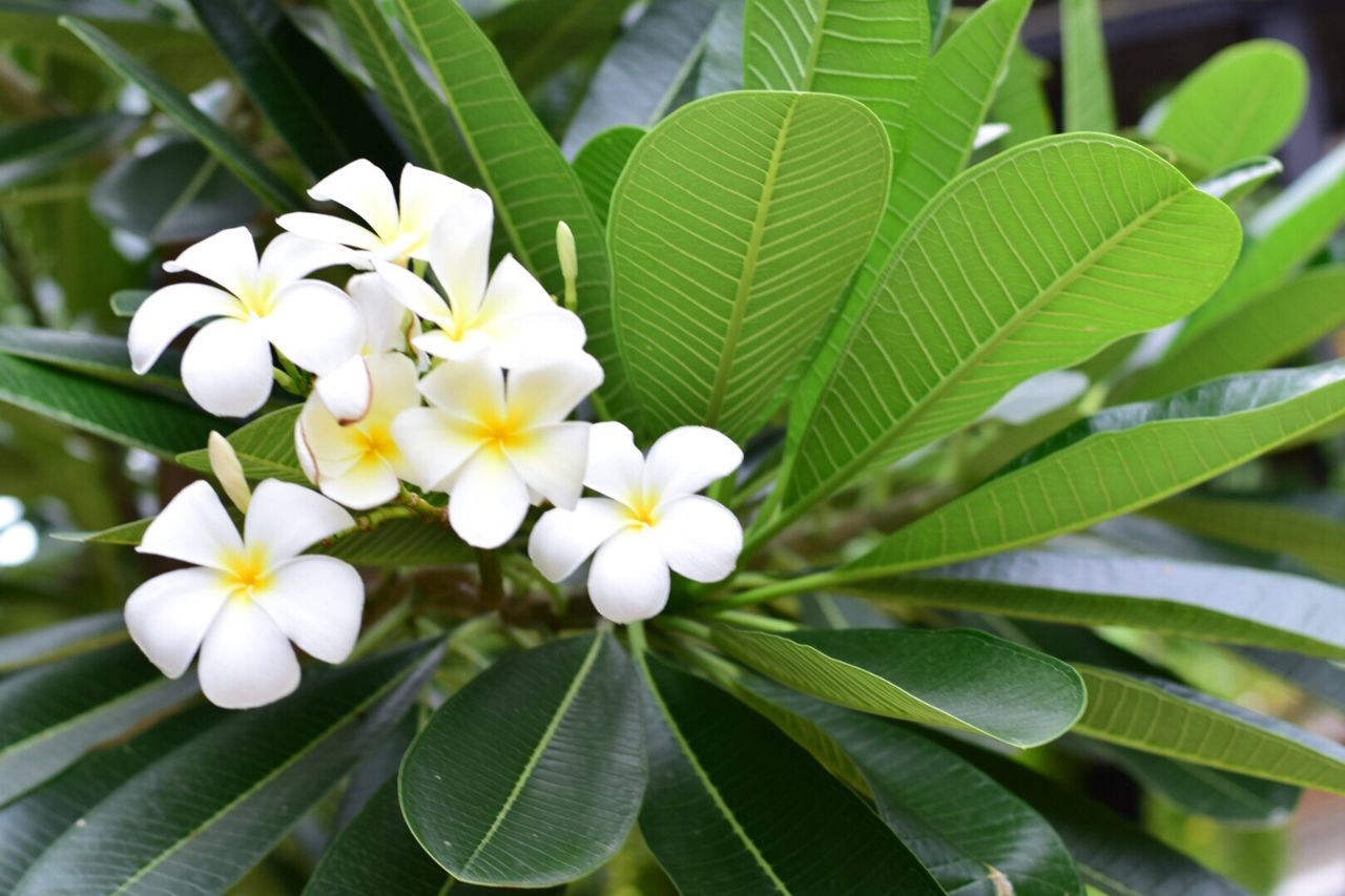 Close-up of white flowers