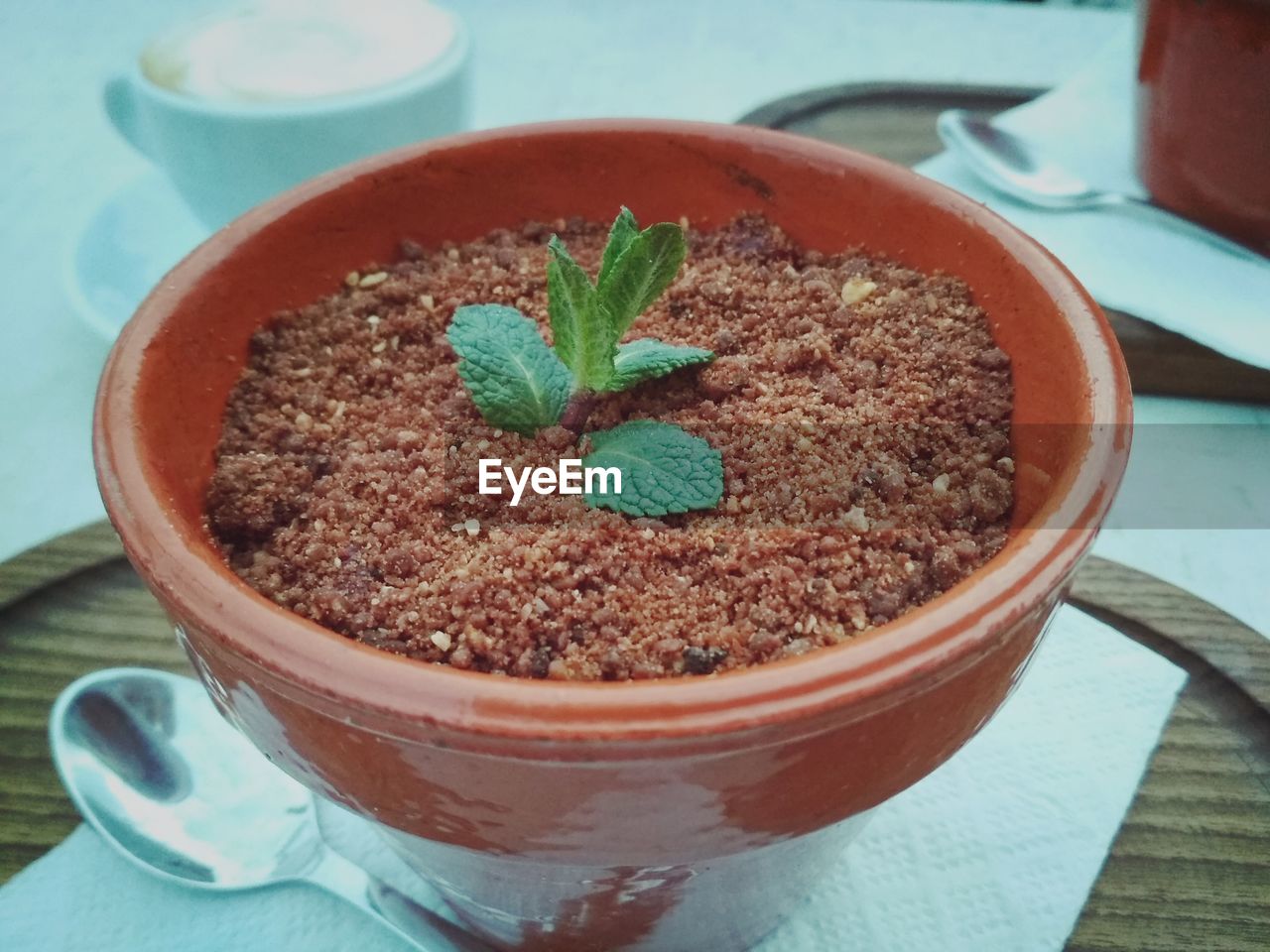 CLOSE-UP OF POTTED PLANT IN PLATE