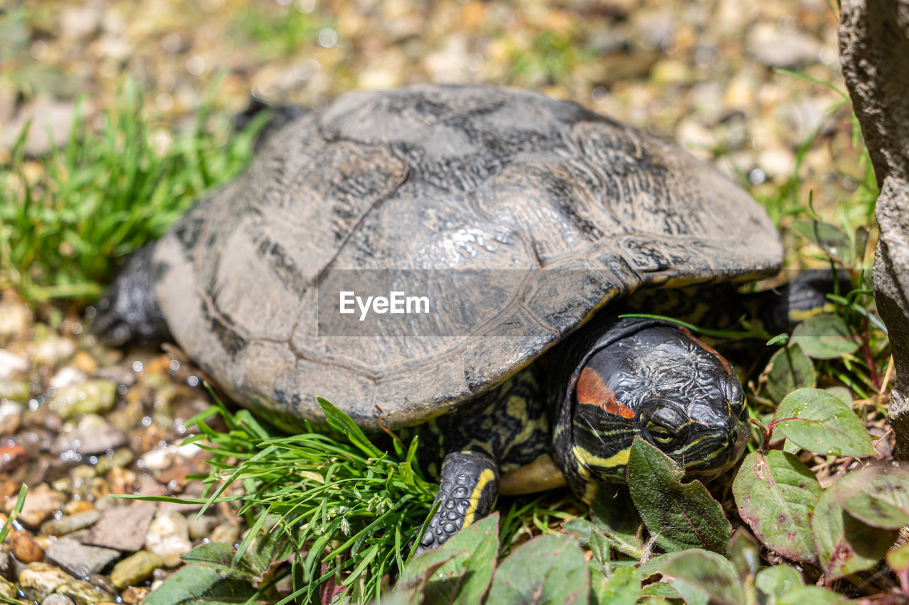 high angle view of turtle on field