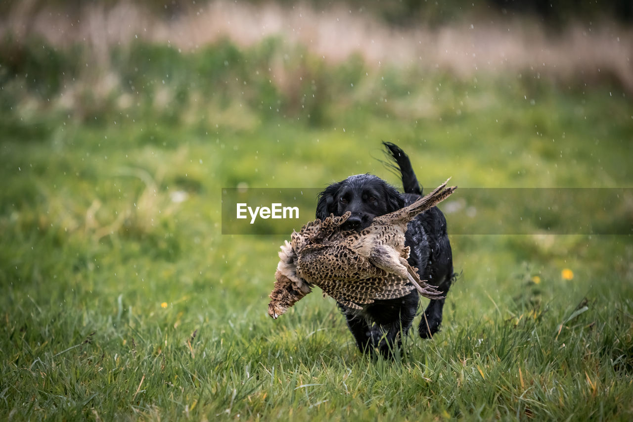 Dog carrying hunted bird