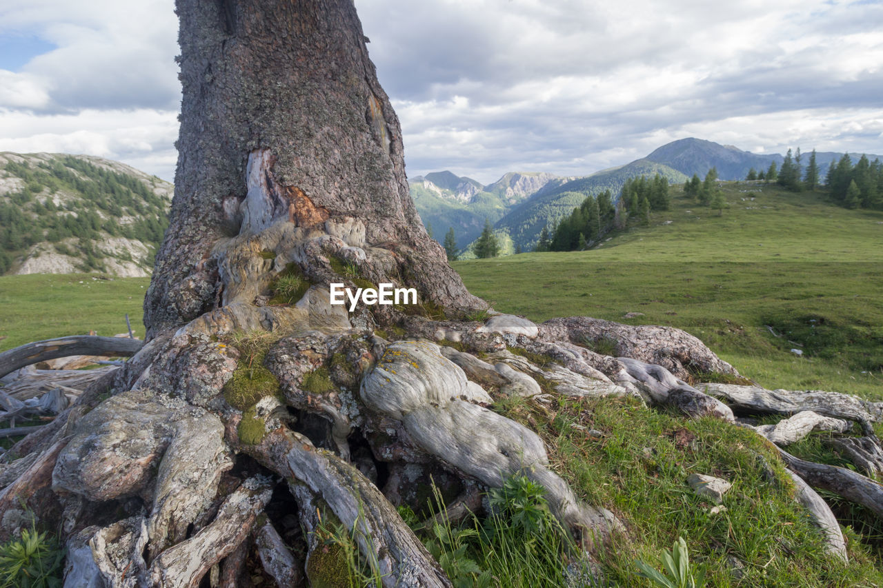 View of tree trunk against rocks