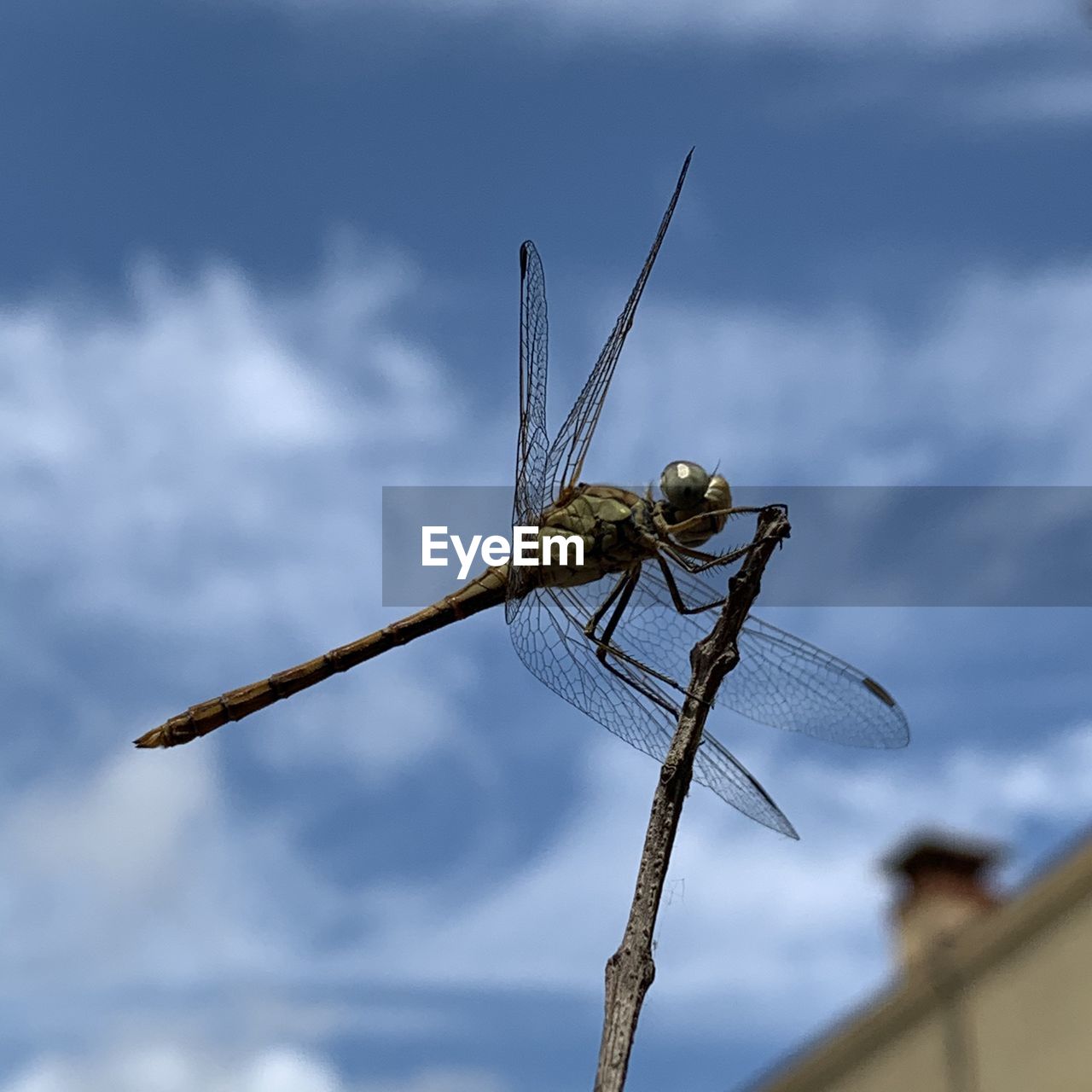 Close-up of dragonfly on wooden post