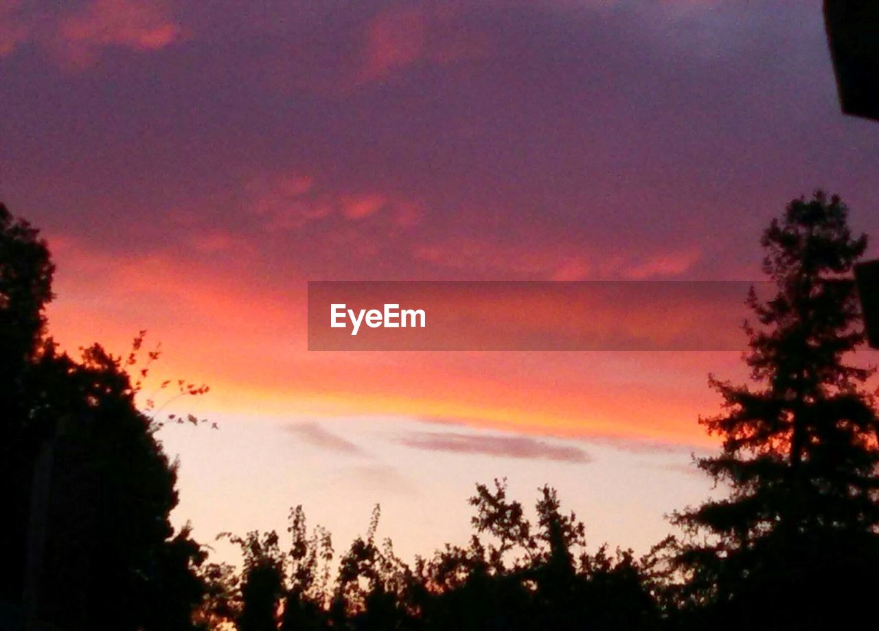 SILHOUETTE OF TREES AT SUNSET