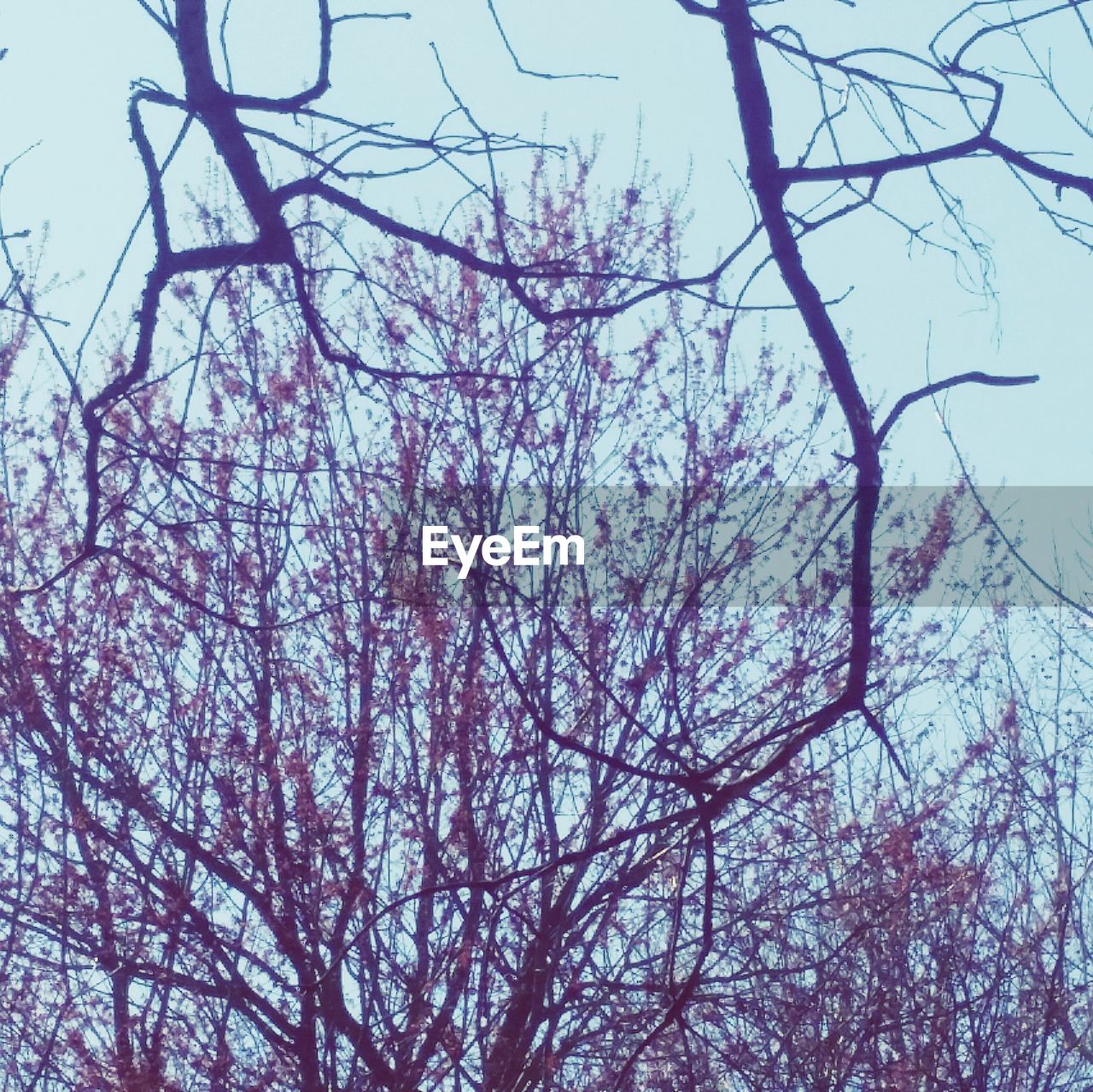 LOW ANGLE VIEW OF SILHOUETTE BARE TREE AGAINST SKY