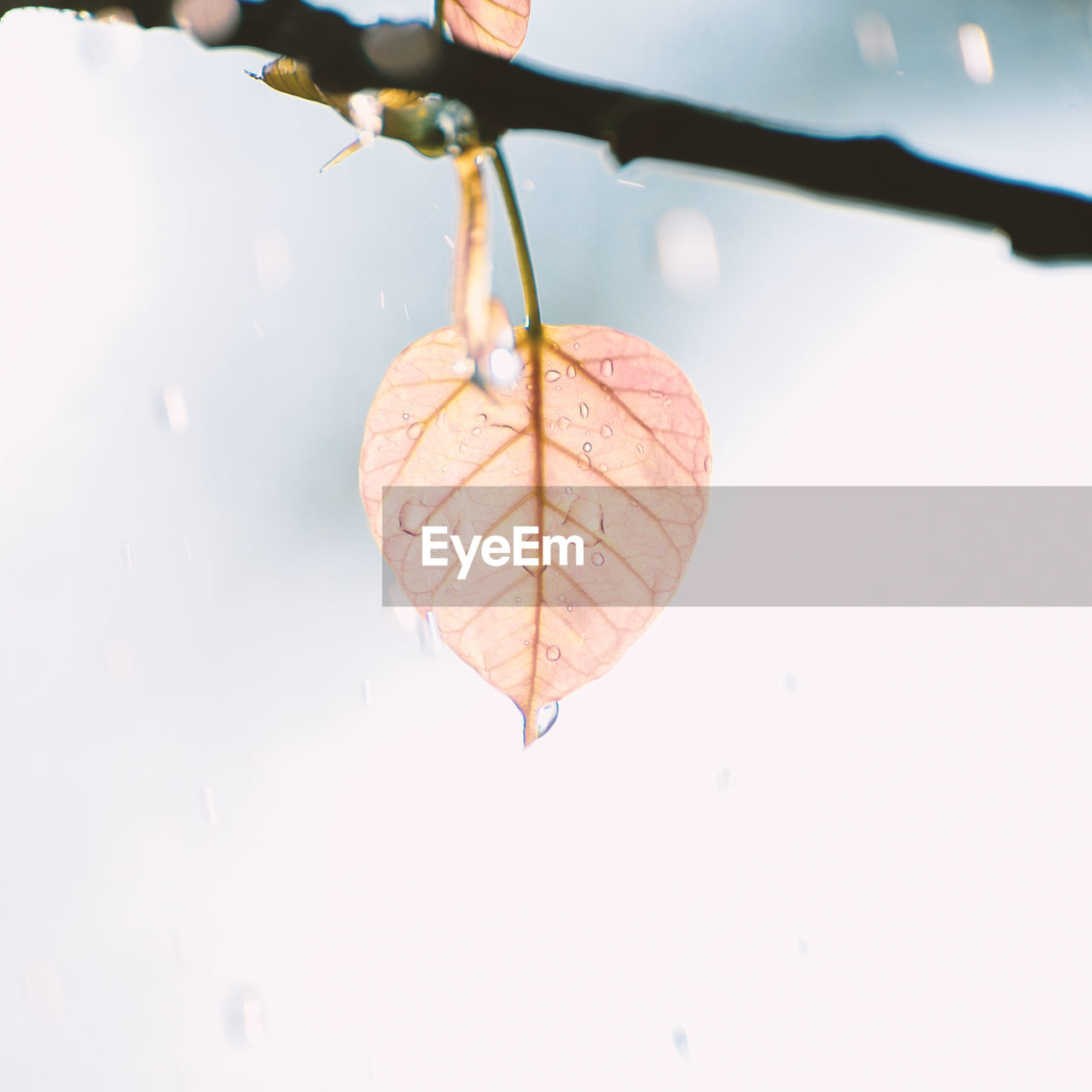 CLOSE-UP OF WATER DROPS ON LEAVES AGAINST TREE