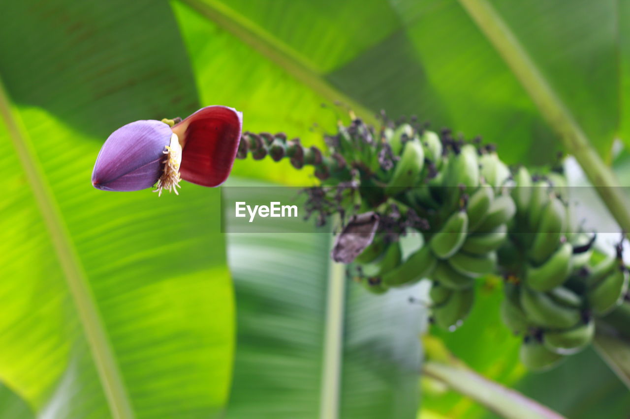 A heart of banana is really interesting to be seen