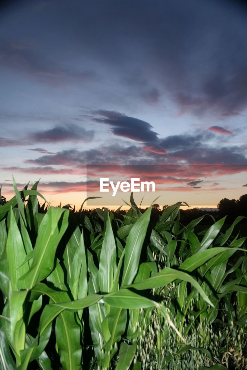 SCENIC VIEW OF AGRICULTURAL FIELD AGAINST SKY AT SUNSET