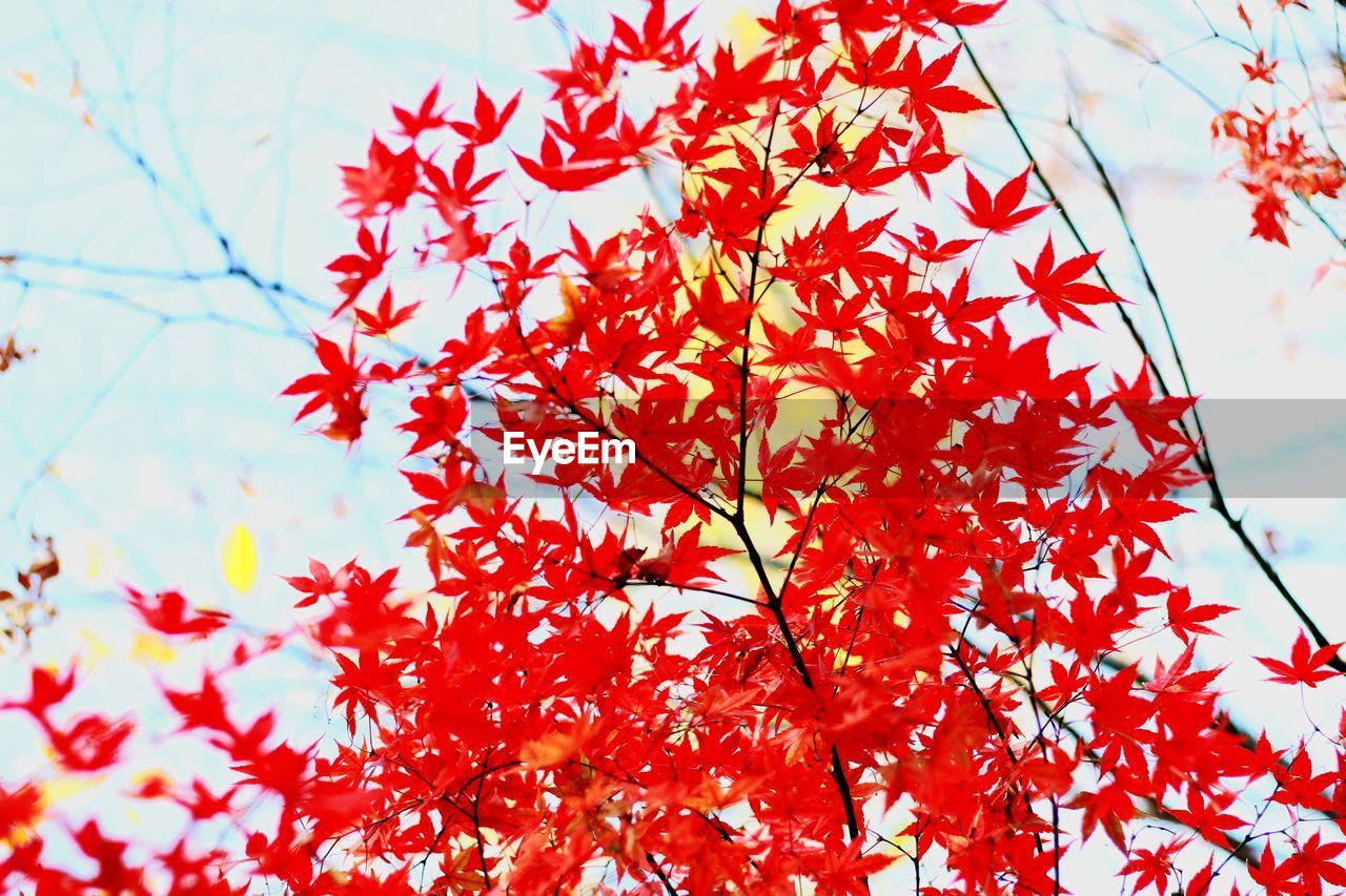 red, flower, plant, branch, autumn, tree, nature, leaf, low angle view, plant part, no people, beauty in nature, sky, maple, day, outdoors, growth, maple leaf, petal, blossom