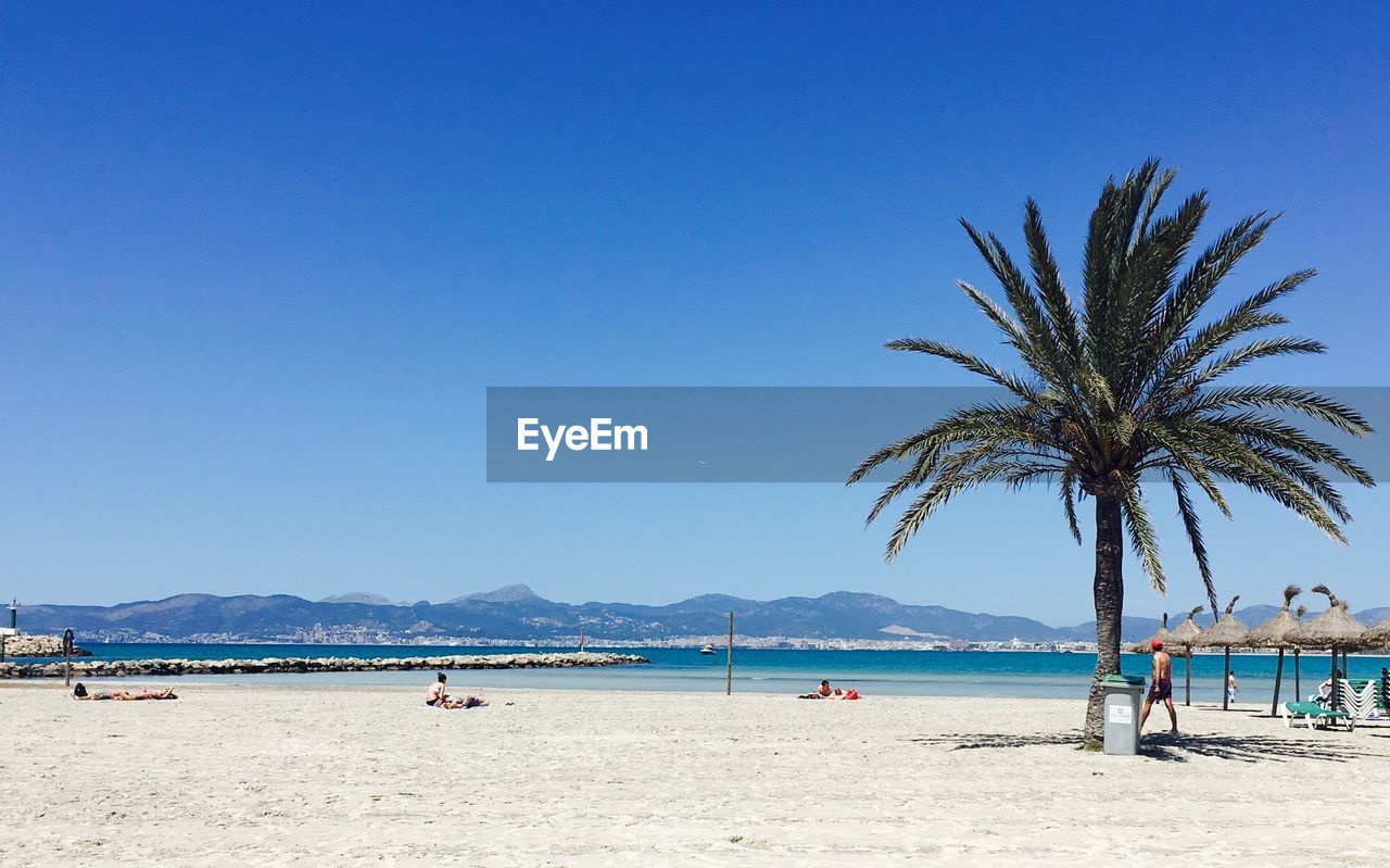 PALM TREES ON BEACH AGAINST BLUE SKY