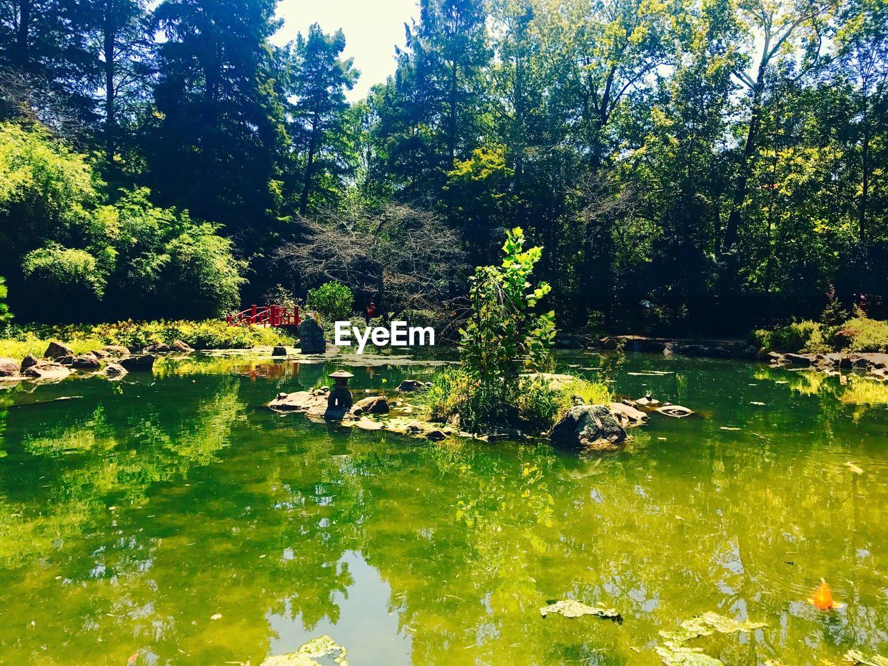 REFLECTION OF TREES IN LAKE