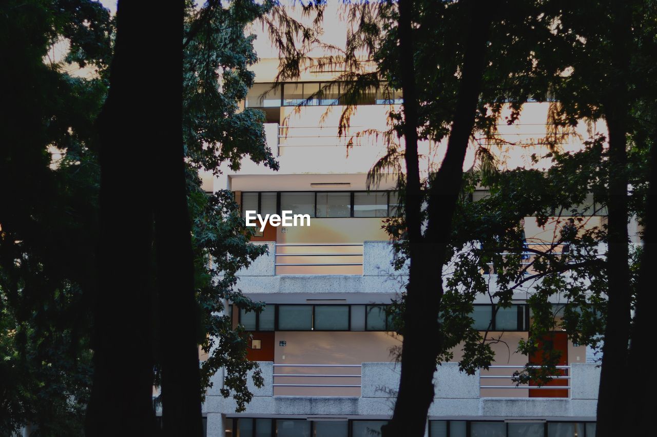 TREES AND BUILDING AGAINST SKY