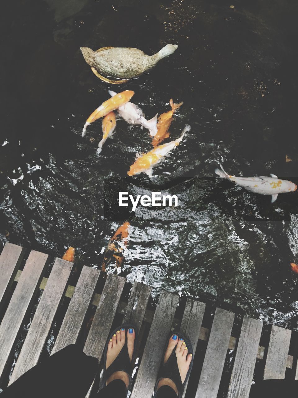 Low section of woman standing on boardwalk by fish and bird in pond