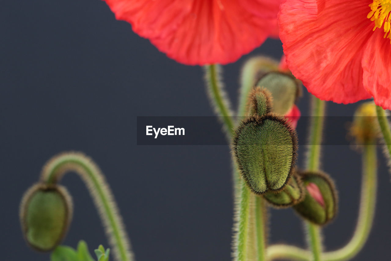 Vibrant iceland poppy blossoms and buds against a dark background