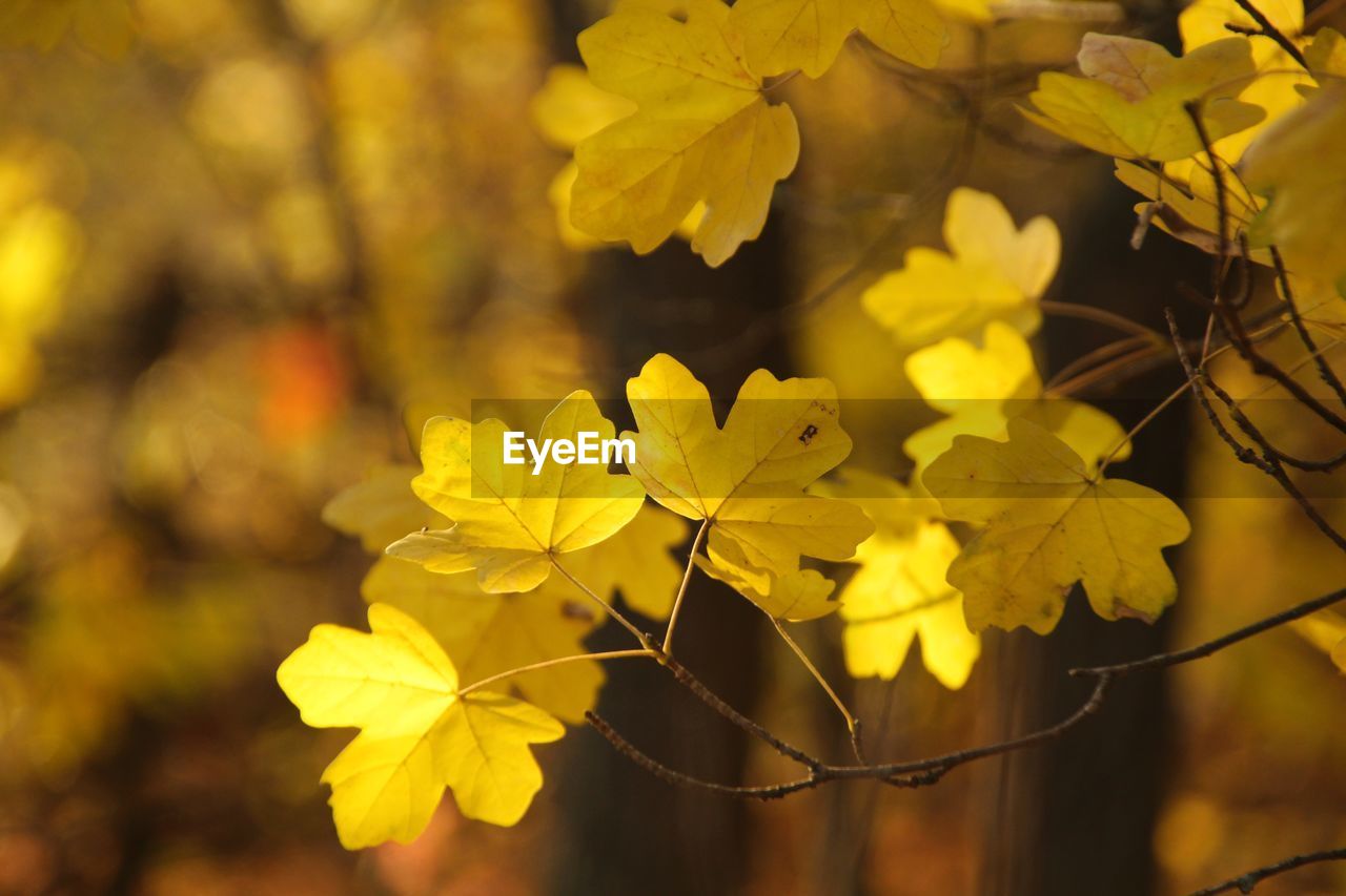 CLOSE-UP OF YELLOW FLOWERING PLANT AGAINST BLURRED BACKGROUND