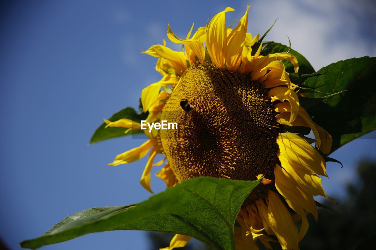 CLOSE-UP OF YELLOW SUNFLOWER ON PLANT