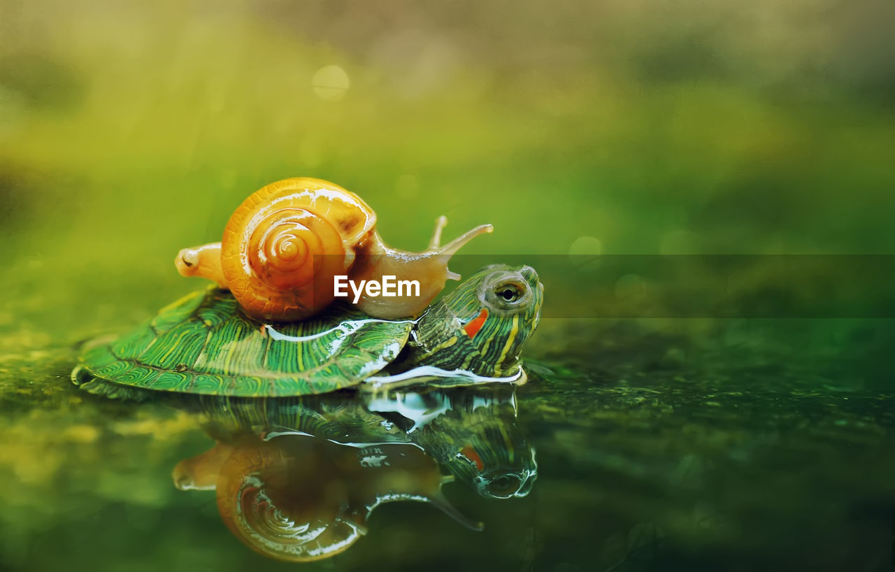 Close-up of snail and turtle in lake