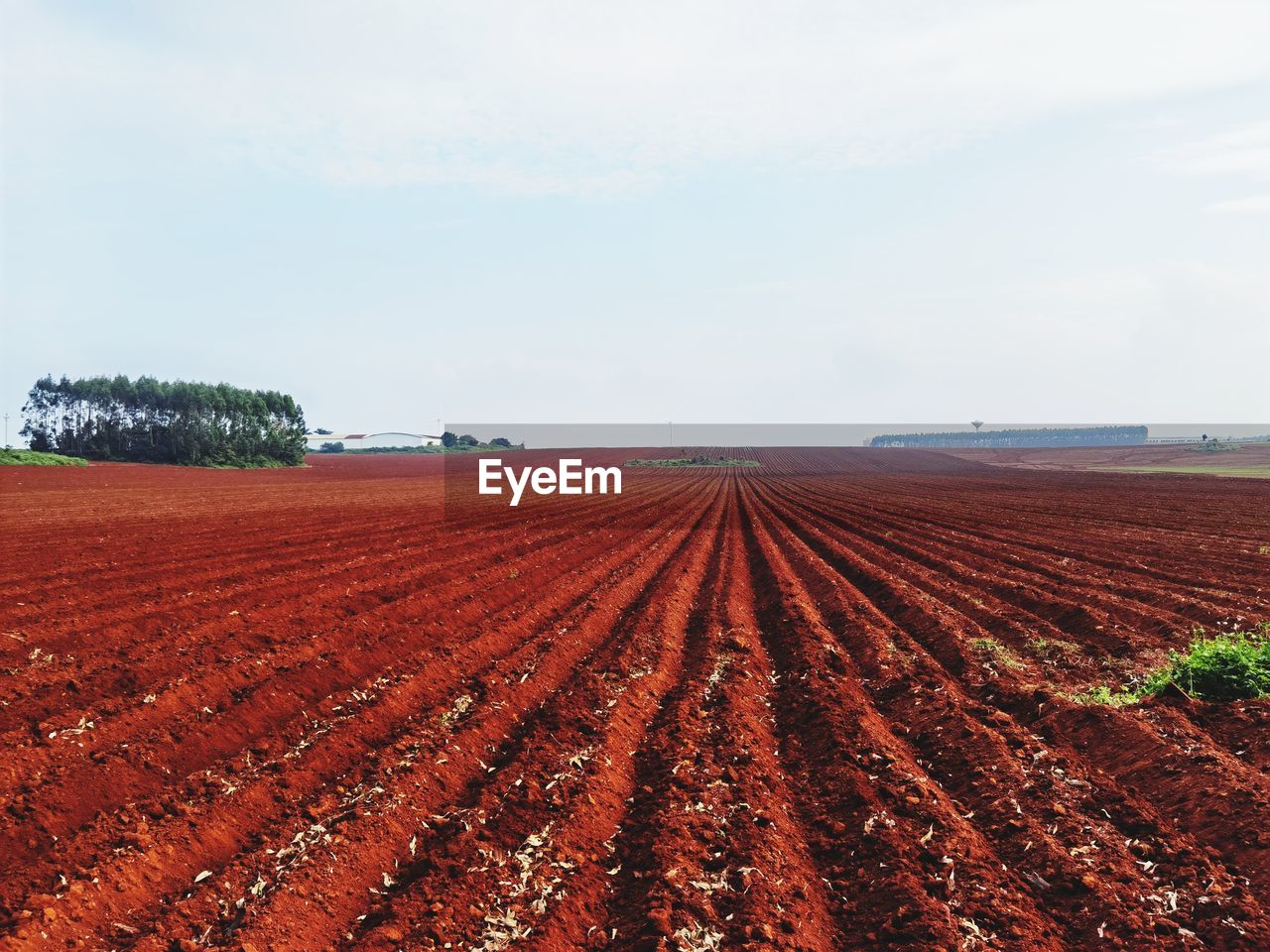 FIELD AGAINST SKY