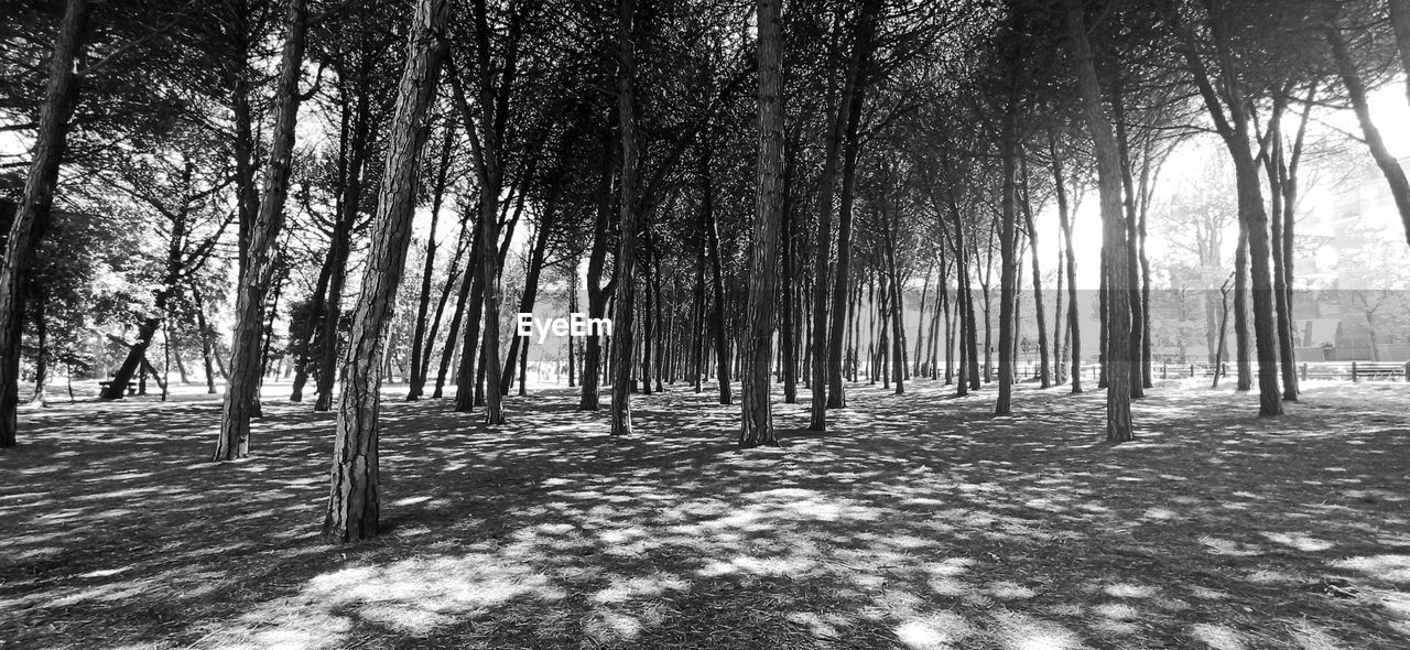 VIEW OF TREES IN FOREST