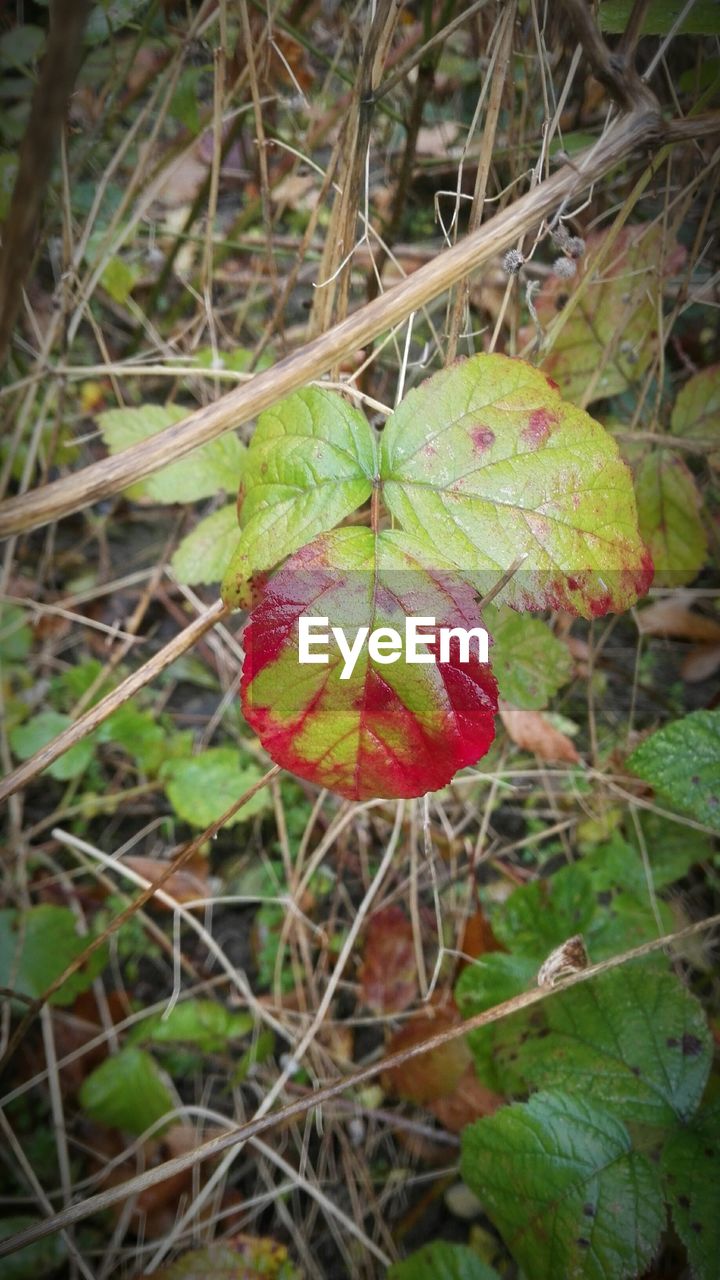 CLOSE-UP OF FRUIT ON TREE