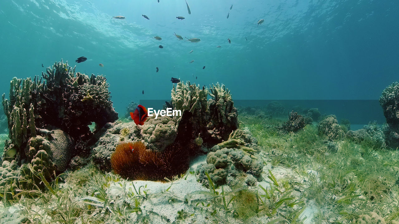 Tropical coral reef seascape with fishes, hard and soft corals.