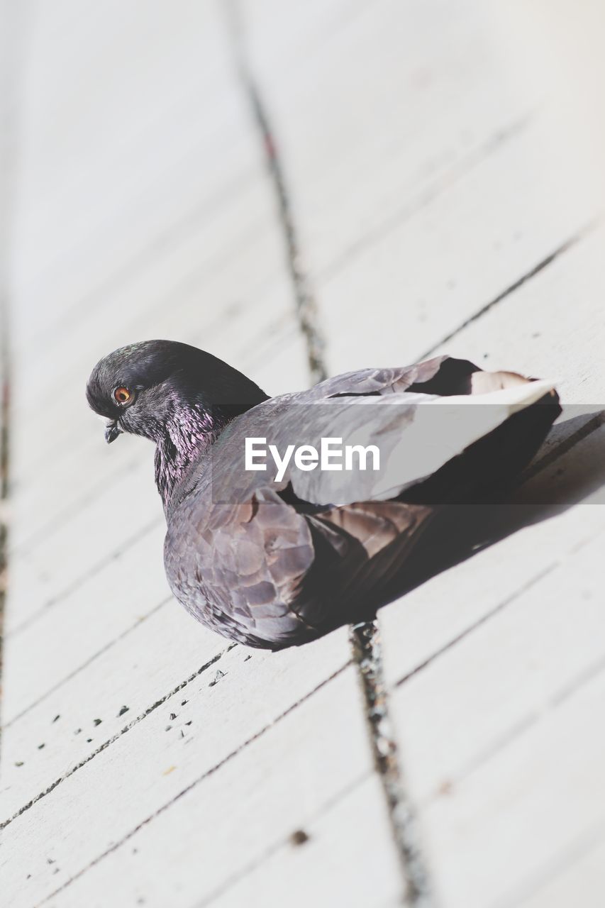 CLOSE-UP OF PIGEONS ON FLOOR